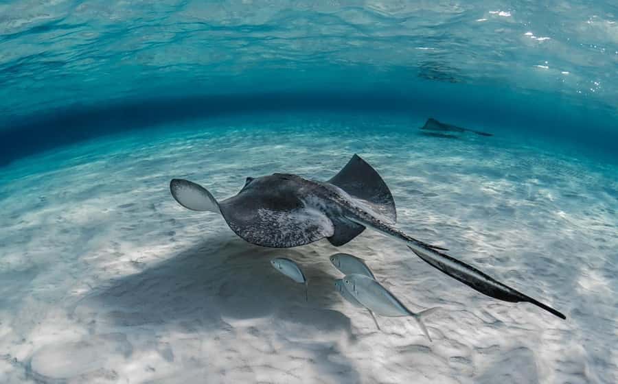 From Hurghada: Orange bay Snorkeling Cruise with Lunch - Orange Bay and Giftun Island for about 45 minutes