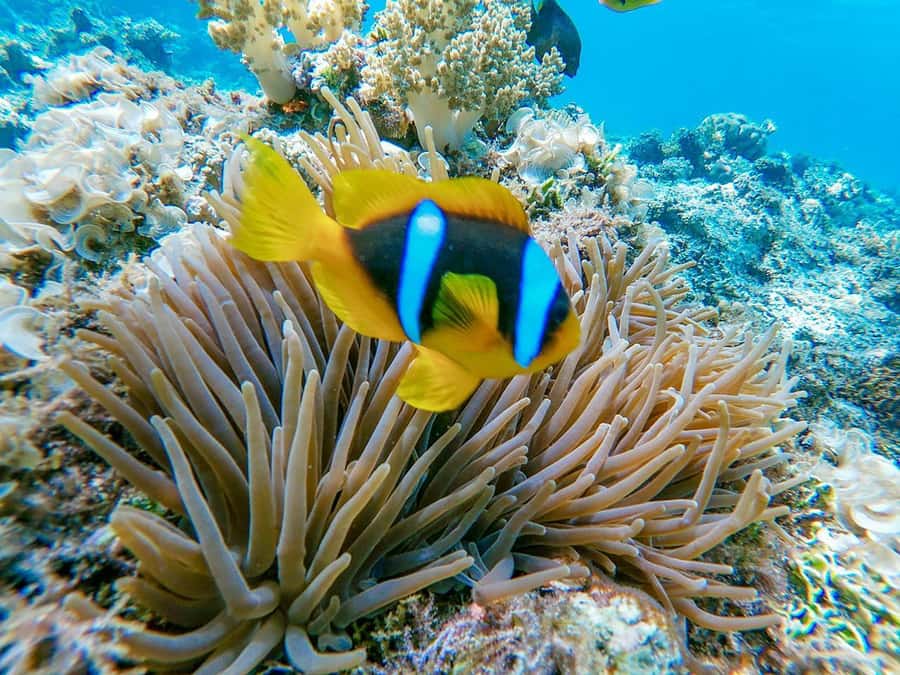 From Hurghada: Orange bay Snorkeling Cruise with Lunch - Lunch with familiar Egyptian dishes
