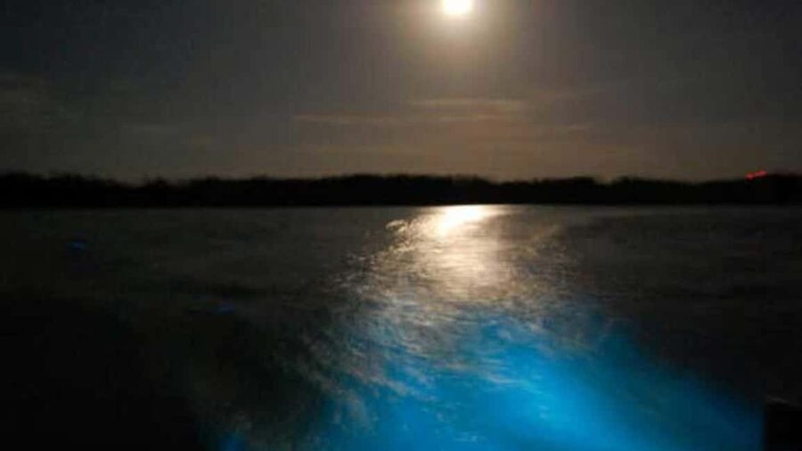 From Montego Bay: Luminous Lagoon Nighttime Boat Tour - Key points at a glance