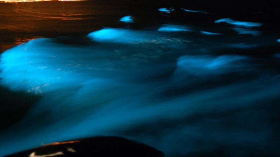 From Montego Bay: Luminous Lagoon Nighttime Boat Tour - Swimming in the glowing water