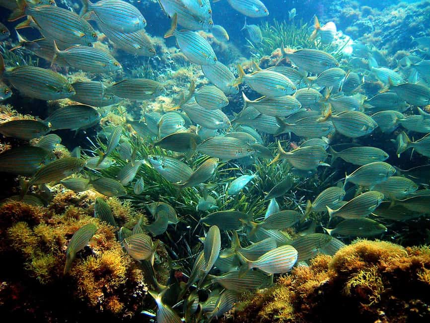 From Nice: Villefranche Bay Swimming & Snorkeling Boat Tour - Key points to know before booking
