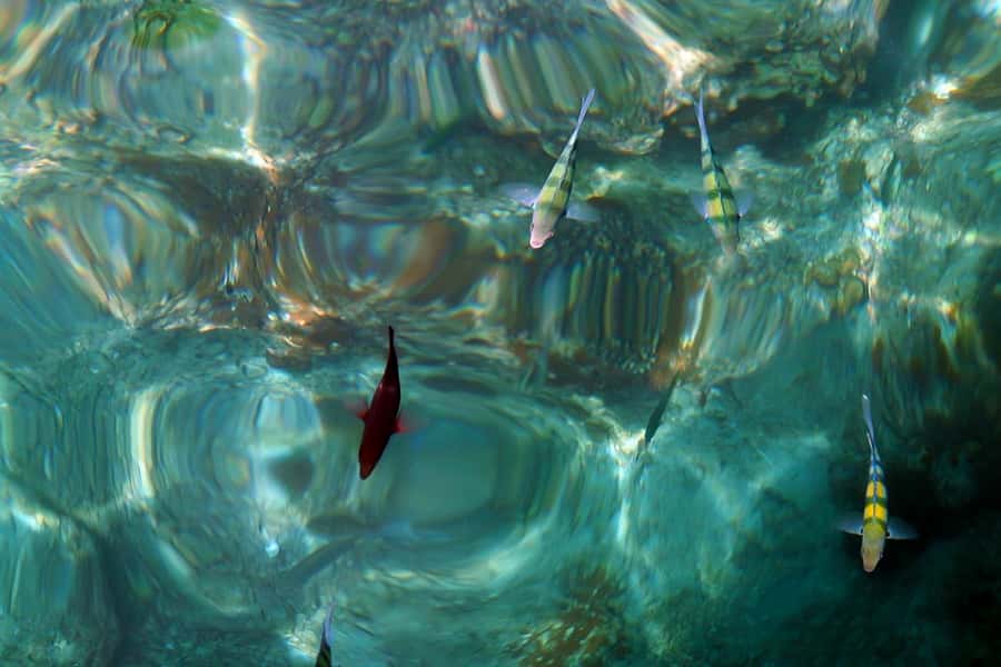 From Phuket: Phi Phi and Maya Bay Snorkeling by Speedboat - Maya Bay Under Its Current Rules