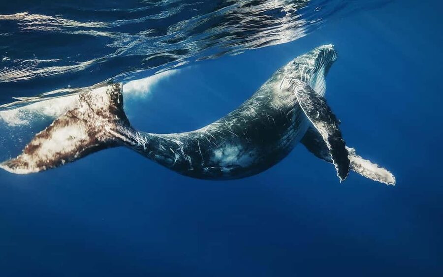 From Punta Cana: Samana Bay Private Whale Watching Cruise - Key points to know before booking