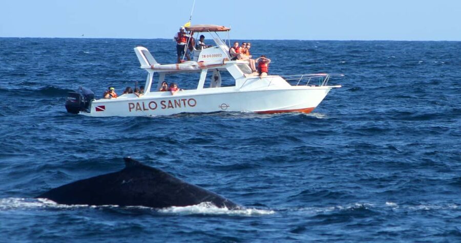 From Punta Cana: Samana Bay Whale-Watching Cruise with Lunch - Samana Bay Is the Main Event