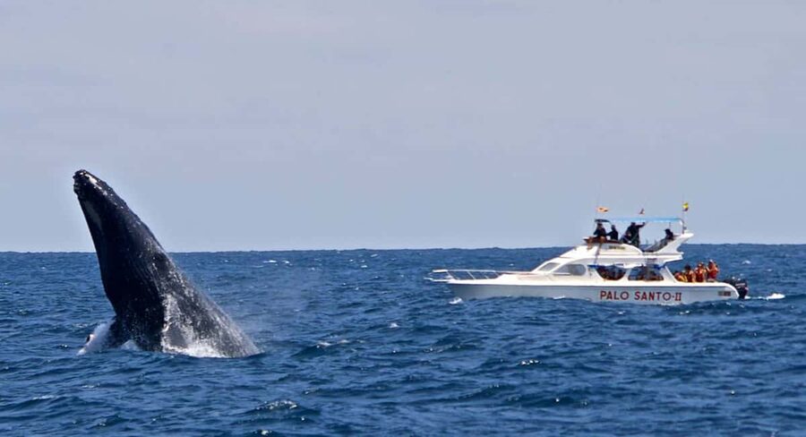 From Punta Cana: Samana Bay Whale-Watching Cruise with Lunch - Should You Book the Samana Whale Cruise?