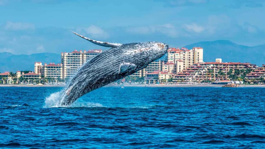 From Punta Cana: Samana Bay Whale-Watching Cruise with Lunch - The Long Road From Bavaro to the Bay
