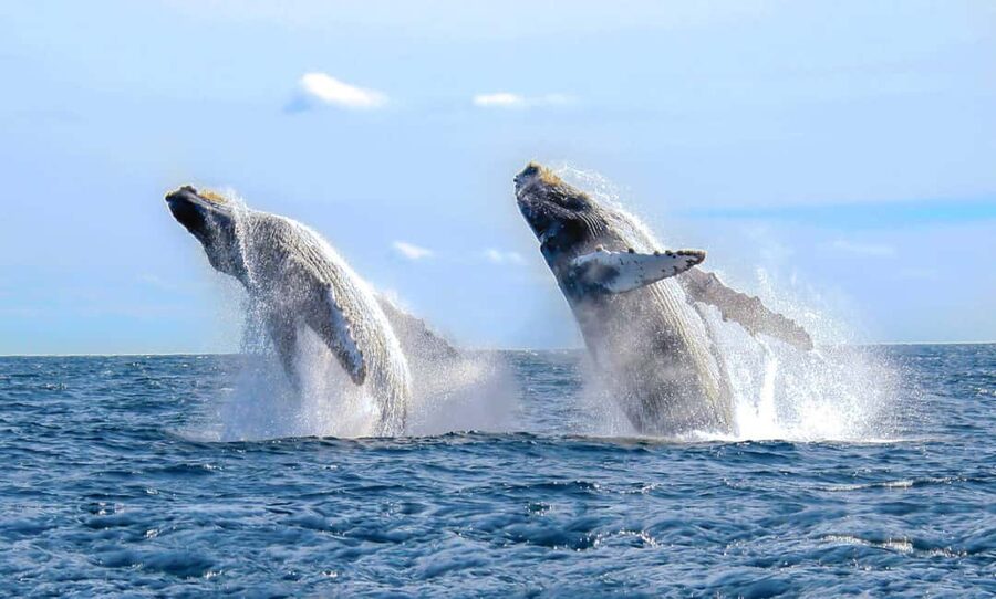 From Punta Cana: Samana Bay Whale-Watching Cruise with Lunch - Cayo Levantado Adds a Beach Break