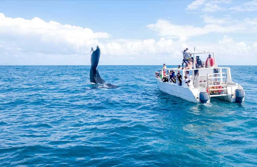 From Punta Cana: Samana Bay Whale-Watching Cruise with Lunch - El Limón Waterfall Can Change the Day