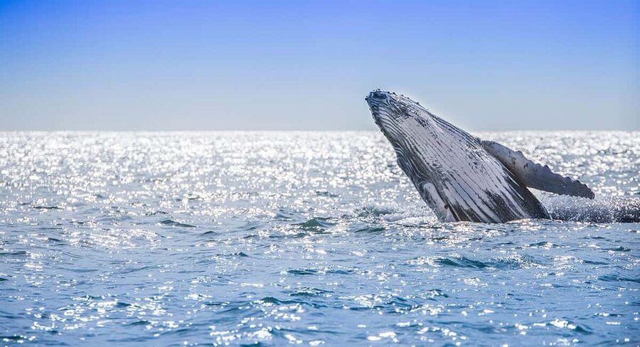 From Punta Cana: Samana Bay Whale-Watching Cruise with Lunch - Is $140 a Fair Price?