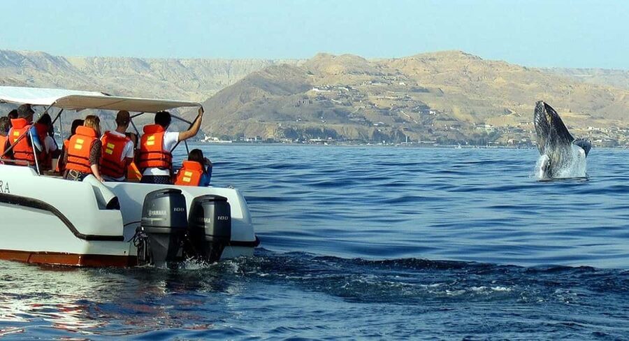 From Punta Cana: Samana Bay Whale-Watching Cruise with Lunch - Guides, Languages, and Organization