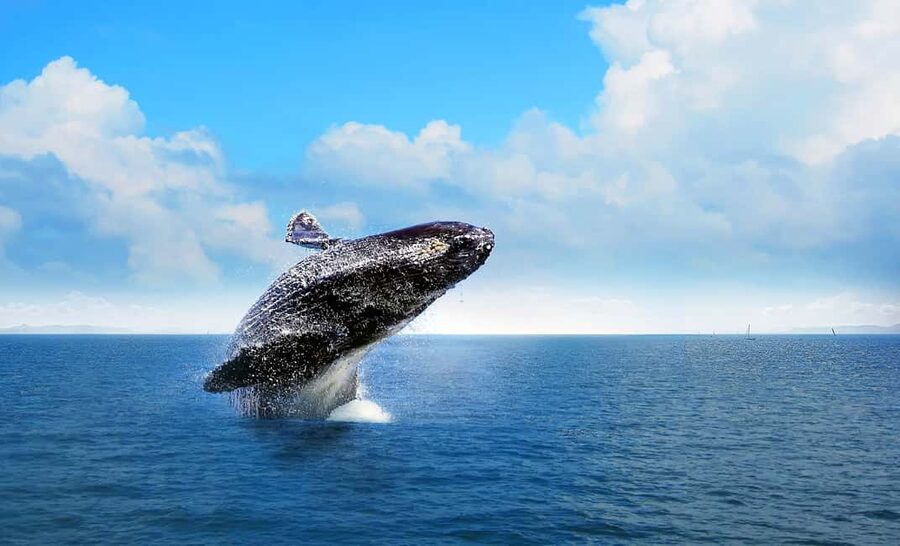 From Punta Cana: Samana Bay Whale-Watching Cruise with Lunch - What the Boat Ride Feels Like