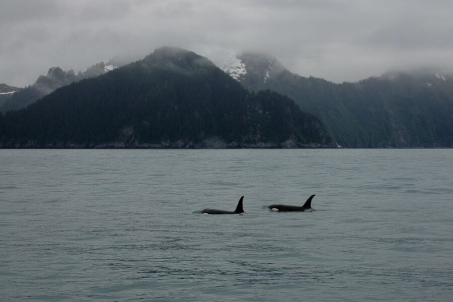 From Seward: Half-Day Resurrection Bay Wildlife Cruise Tour - Key points to know before you book