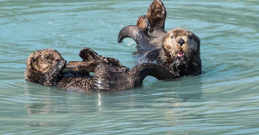 From Seward: Half-Day Resurrection Bay Wildlife Cruise Tour - Who will enjoy this cruise most?