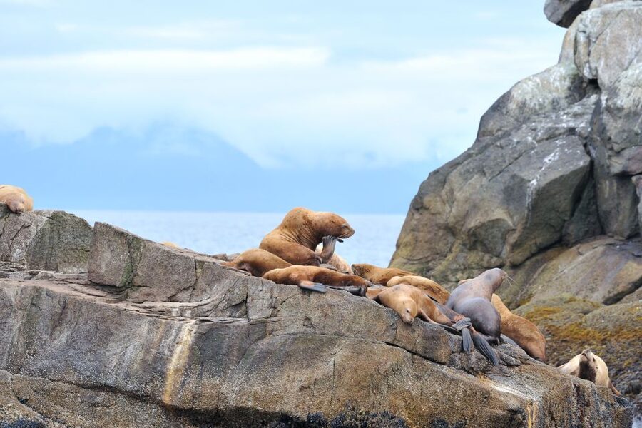 From Seward: Half-Day Resurrection Bay Wildlife Cruise Tour - Whales, orcas, and Dall’s porpoises