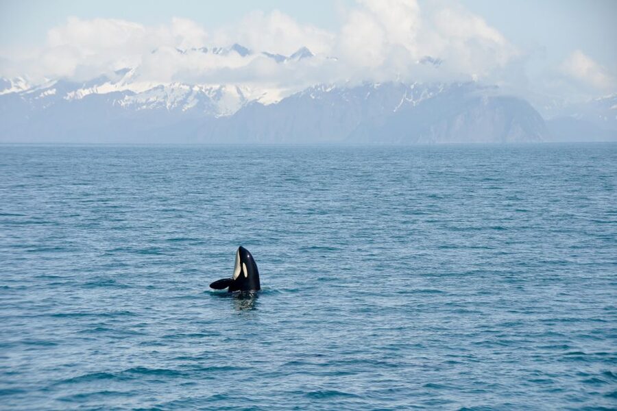 From Seward: Half-Day Resurrection Bay Wildlife Cruise Tour - Otters, sea lions, puffins, and the smaller finds