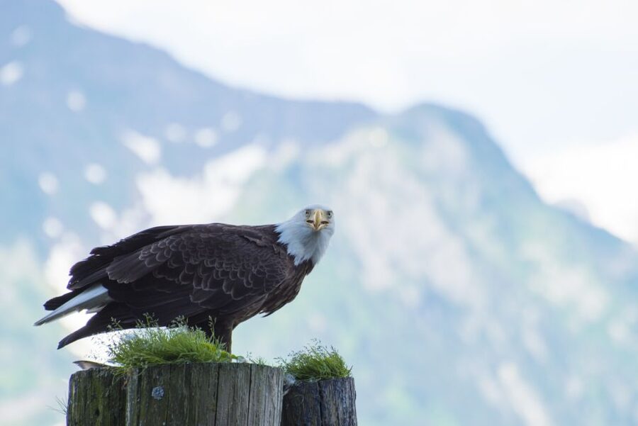 From Seward: Half-Day Resurrection Bay Wildlife Cruise Tour - What the four hours feel like