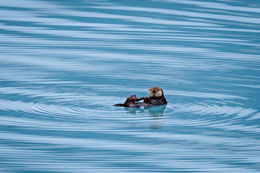 From Seward: Half-Day Resurrection Bay Wildlife Cruise Tour - Weather, clothing, and viewing strategy