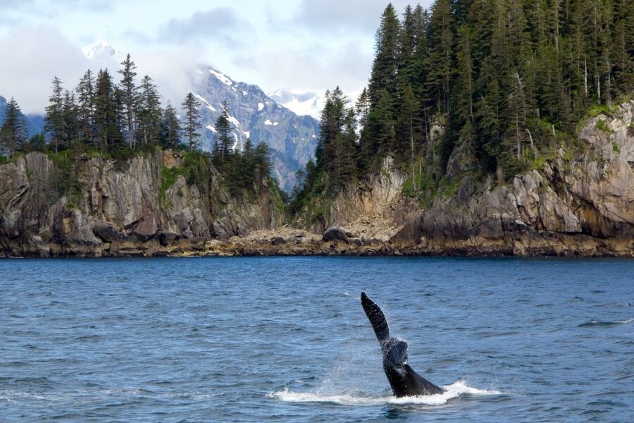From Seward: Half-Day Resurrection Bay Wildlife Cruise Tour - Is $165 a fair price?