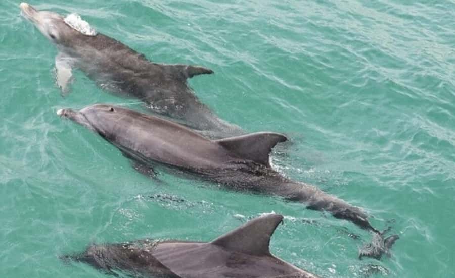 From Sydney: Jervis Bay Day Tour and Dolphin Watching Cruise - The dolphin cruise on Jervis Bay