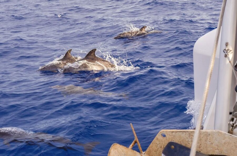 Funchal Bay: Dolphin & Whale Watch Luxury Catamaran Cruise - Practical ways to make the trip better