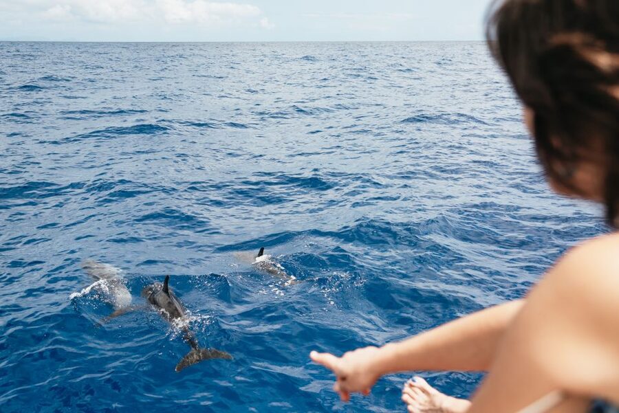 Funchal Bay: Dolphin & Whale Watch Luxury Catamaran Cruise - The return along Madeira’s coast