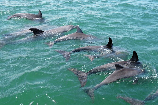Guided Dolphin Eco-Cruise in Koombana Bay - A wildlife experience with a purpose
