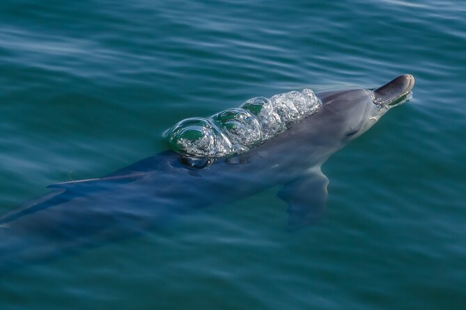 Guided Dolphin Eco-Cruise in Koombana Bay - The strongest parts for families