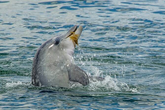 Guided Dolphin Eco-Cruise in Koombana Bay - What kind of dolphin behaviour you may see