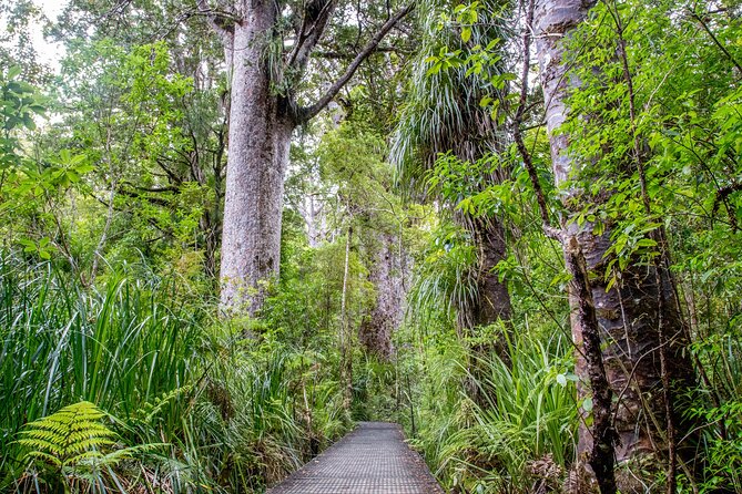 Guided Puketi Kauri Forest Tour in Bay of Islands - Key points to know before you book