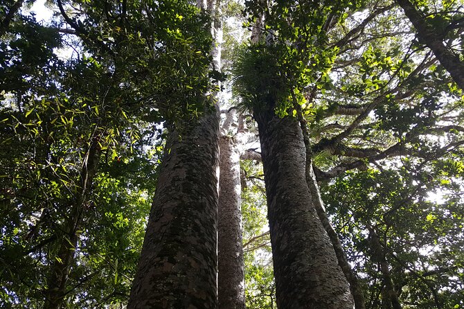 Guided Puketi Kauri Forest Tour in Bay of Islands - Why Puketi Kauri Forest matters