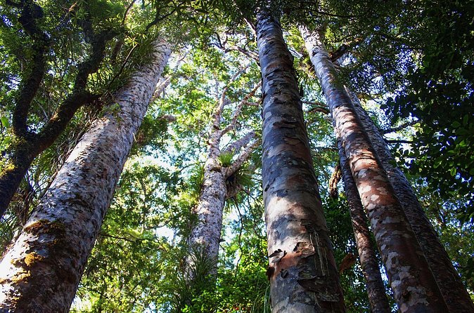 Guided Puketi Kauri Forest Tour in Bay of Islands - Haruru Falls in ten minutes
