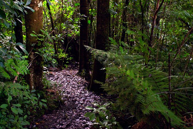 Guided Puketi Kauri Forest Tour in Bay of Islands - What the small group changes