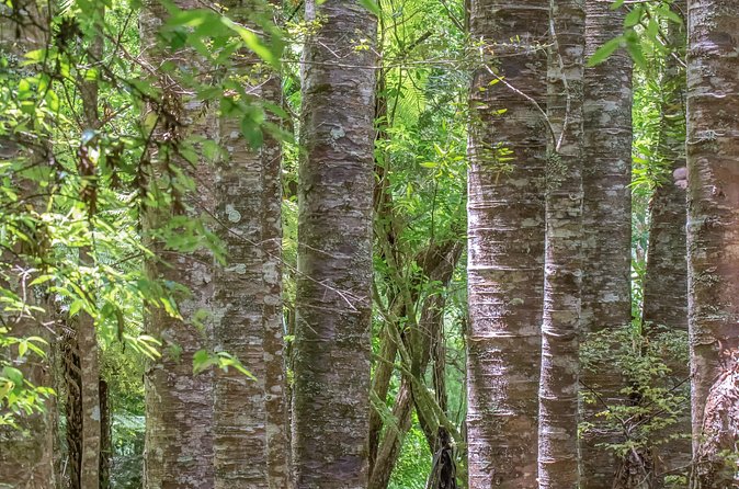 Guided Puketi Kauri Forest Tour in Bay of Islands - Is the $93.09 price fair?