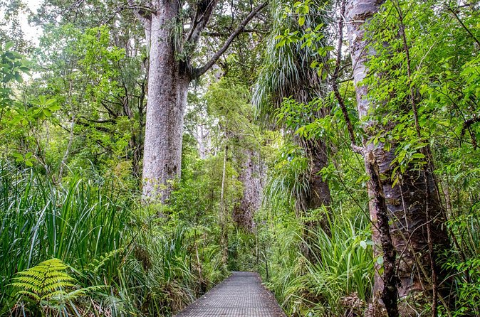 Guided Puketi Kauri Forest Tour in Bay of Islands - Guide quality can shape the whole outing