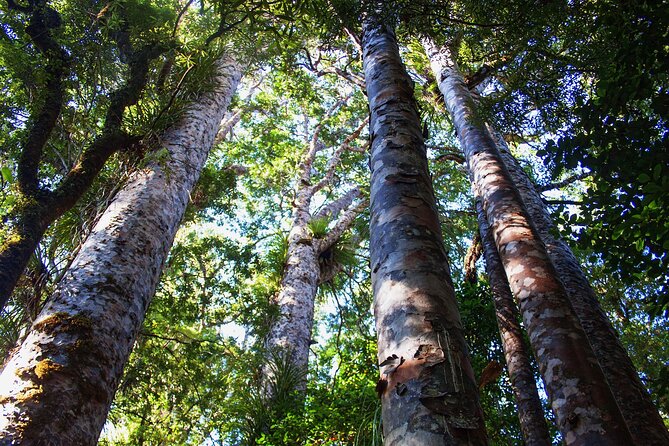 Guided Puketi Kauri Forest Tour in Bay of Islands - A short walk among ancient kauri