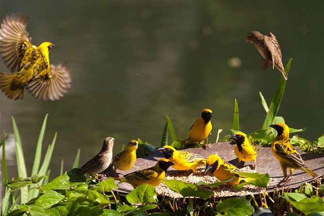 Half Day Isimangaliso Wetlands Park Boat Tour from Richards Bay - Why the St Lucia Estuary is the star