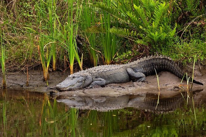 Half Day Isimangaliso Wetlands Park Boat Tour from Richards Bay - Who will enjoy this most?