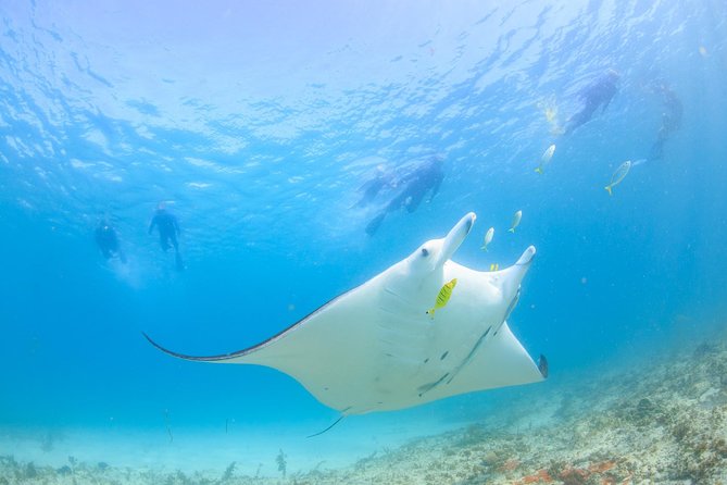Half Day Sailing and Snorkeling Tour from Coral Bay - The custom Boomnet finish