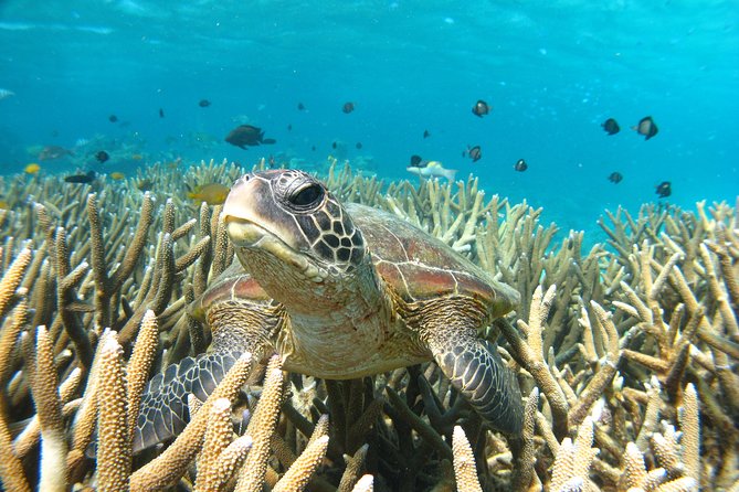 Half Day Sailing and Snorkeling Tour from Coral Bay - A small group without a dedicated guide