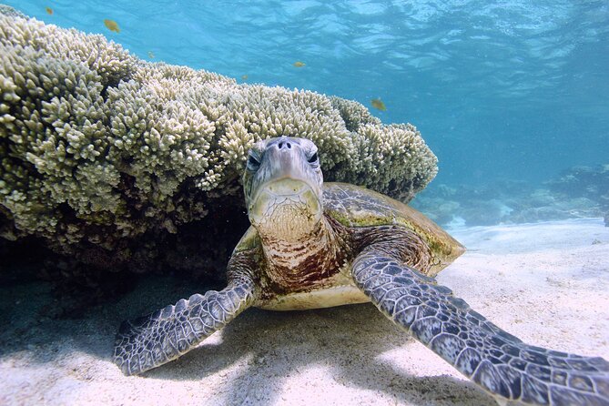 Half Day Sailing and Snorkeling Tour from Coral Bay - Is the $132.69 price good value?