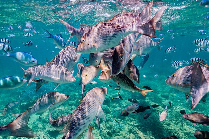Half Day Sailing and Snorkeling Tour from Coral Bay - Who will enjoy this Coral Bay outing most?