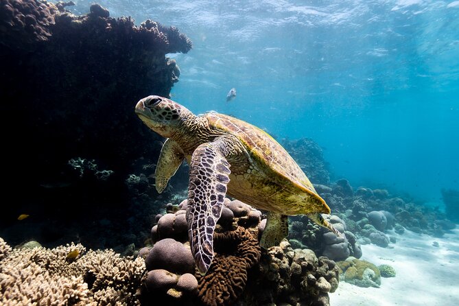 Half Day Sailing and Snorkeling Tour from Coral Bay - Lunch, shade, and the boat’s easygoing rhythm