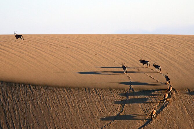 Half-Day Sandwich Harbour Tour from Walvis Bay with Lunch - The 4x4 dune ride