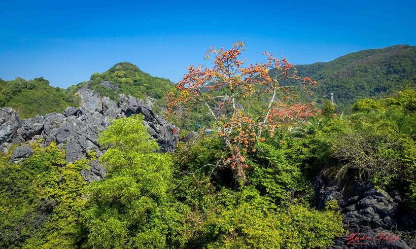 Hanoi: Ha Long Bay & CatBa Island 3-Day with Boutique Cruise - Thiên Ứng Pagoda and the return to the garden