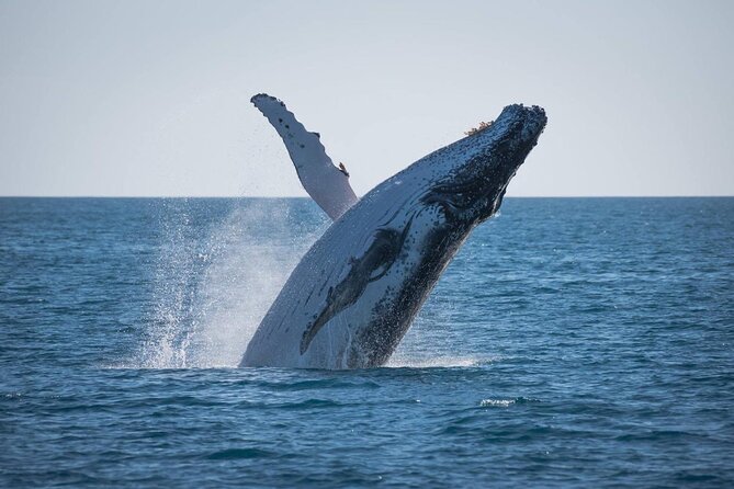 Hervey Bay: Best Value Half Day Whale Watching Cruise - Starting at Great Sandy Straits Marina