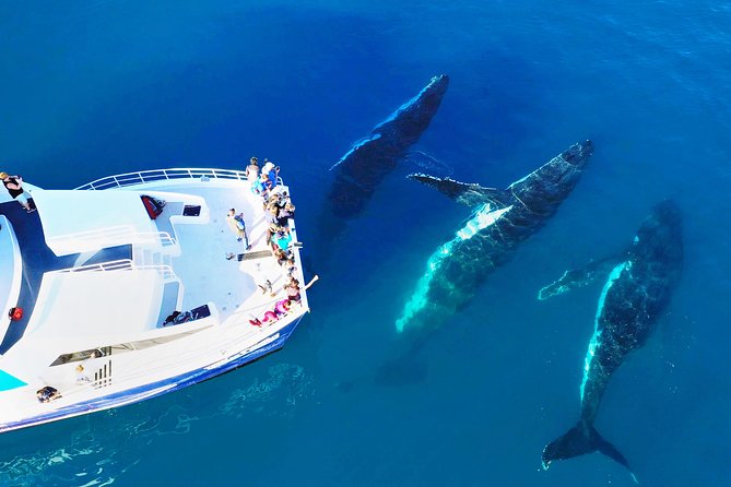 Hervey Bay: Best Value Half Day Whale Watching Cruise - The best part is the whale behavior