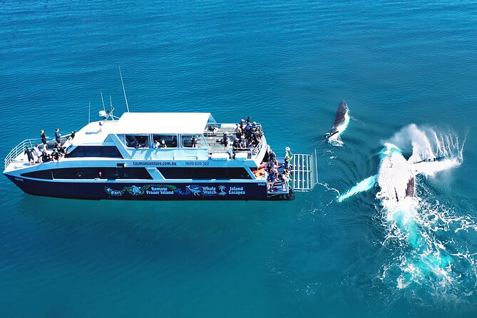 Hervey Bay: Best Value Half Day Whale Watching Cruise - Morning or afternoon: choosing your sailing