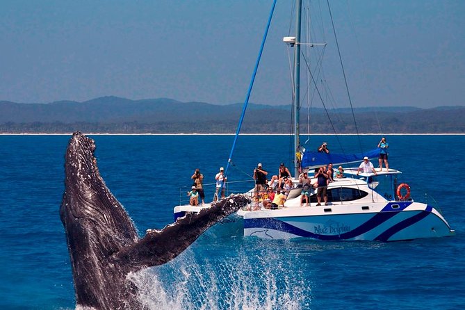 Hervey Bay: Best Value Half Day Whale Watching Cruise - Rough water is the main practical concern