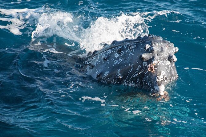 Hervey Bay: Best Value Half Day Whale Watching Cruise - Four viewing decks make the whale search easier