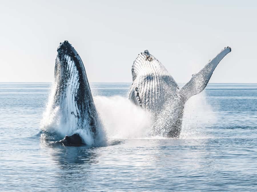 Hervey Bay: Half-Day Whale and Island Adventure by Boat - Key points to know before booking